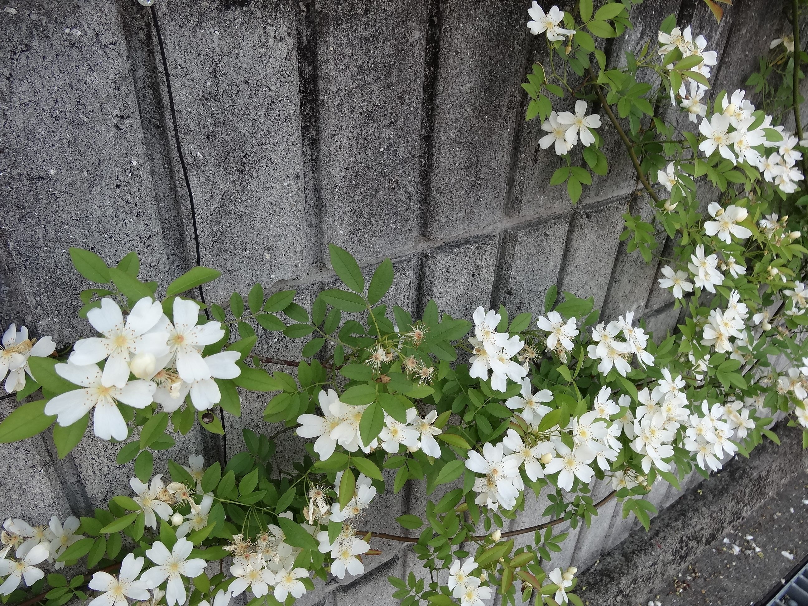 庭のバラとクレマチス Cheersgarden Blog